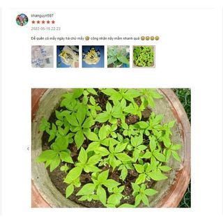 Hạt giống cỏ ba lá trắng