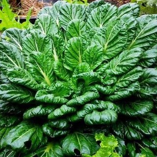 Hạt Giống Cải Hoa Hồng Tatsoi