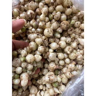 1kg hành tăm/ củ nén Nghệ An vụ mới