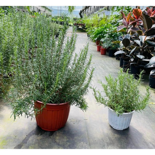 Chậu hương thảo size lớn