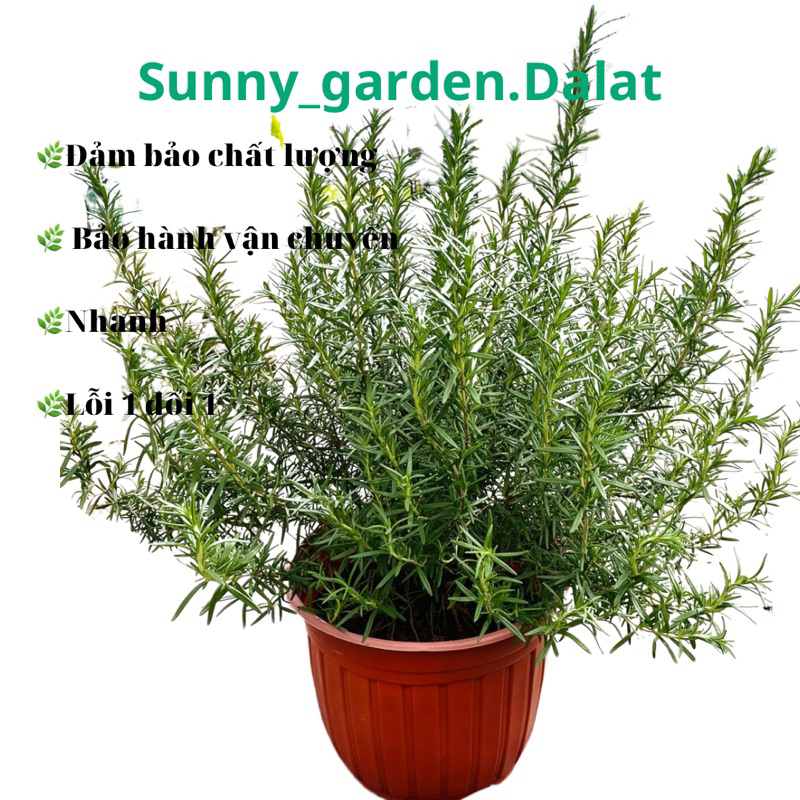 Chậu hương thảo size lớn