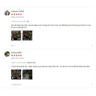 Hạt giống hoa sen nhật siêu dễ trồng (gói 1 hạt trồng thử)