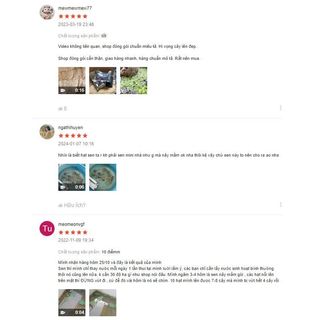 Hạt giống hoa sen nhật siêu dễ trồng (gói 1 hạt trồng thử)