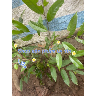cây dẻ ăn trái (cây giống nguyên bản)