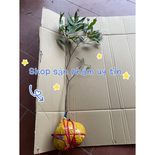 cây dẻ ăn trái (cây giống nguyên bản)