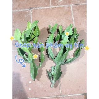 Xương rồng ba cạnh 1 cây
