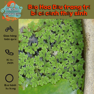 Bèo Hoa Dâu bèo mini trang trí bể thủy sinh cá tép cảnh