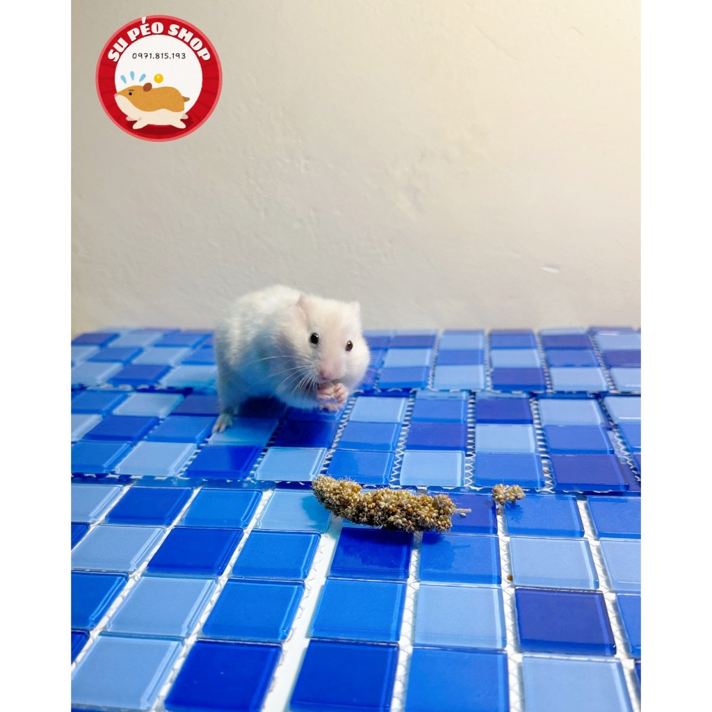 Đá làm mát cho Hamster