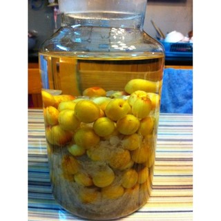 (1kg) mơ lông tây bắc
