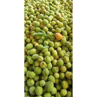 (1kg) mơ lông tây bắc