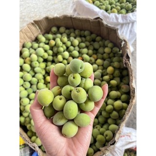 Mơ lông tây bắc