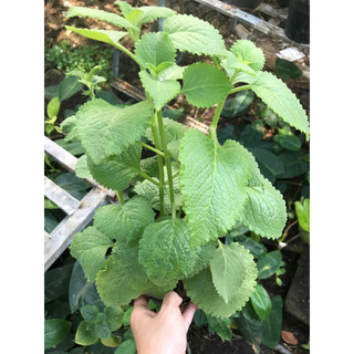 Cây húng chanh/ tần dầy lá