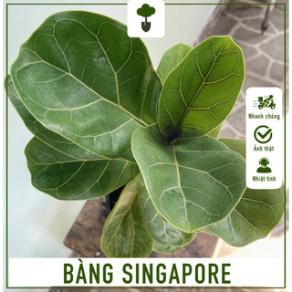 Cây Bàng Singapore - Cây phong thủy mang tài lộc - Cây cao 40-50 cm - Chăm sóc dễ dàng