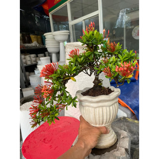 Cây Trang thái đỏ bonsai dáng thác đổ