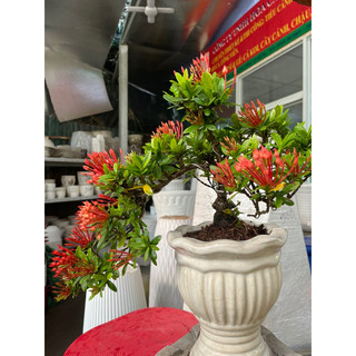 Cây Trang thái đỏ bonsai dáng thác đổ
