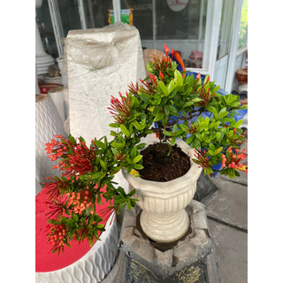 Cây Trang thái đỏ bonsai dáng thác đổ