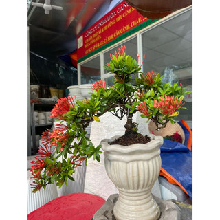 Cây Trang thái đỏ bonsai dáng thác đổ