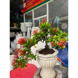 Cây Trang thái đỏ bonsai dáng thác đổ
