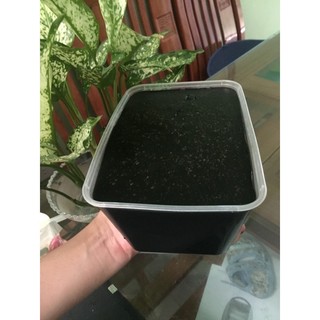 Bột sương sáo và Bột Phô Mai 100g