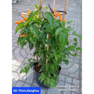 (VHST - GIAO TP.HCM 1-5H) Cây RẠNG ĐÔNG đang hoa.