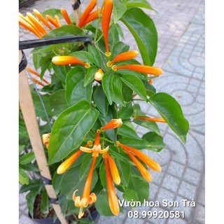 (VHST - GIAO TP.HCM 1-5H) Cây RẠNG ĐÔNG đang hoa.