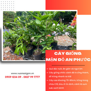 Cây giống mận đỏ An Phước /Quả đặc ruột giòn, ngọt/Cây dễ trồng nhanh ra trái/ cao 70-80cm