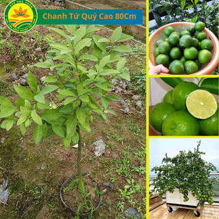 Cây giống chanh tứ quý hoa bầu bát, cây giống khỏe, ít sâu bệnh