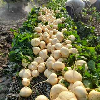 Hạt giống củ đậu cao sản dễ trồng quanh ngon ngọt thanh gói 100 hạt