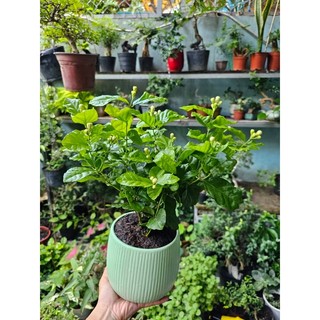 Hoa nhài siêu bông tặng chậu để bàn