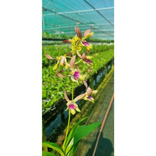 Hoa lan bà liễu hồng cây trưởng thành chậu phi 12