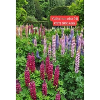 Đậu lupin 50k/250 hạt _ vườn hoa nhà mị