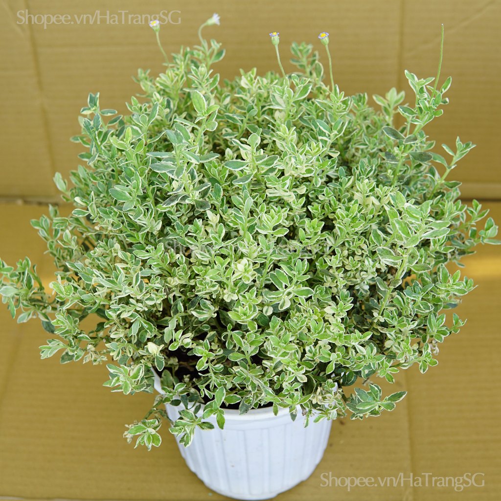 Cúc Xanh Nhí Lá Var JUN GARDEN