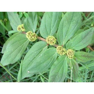 [Chỉ giao Miền Nam] Cây cỏ sữa lá to (500g tươi)
