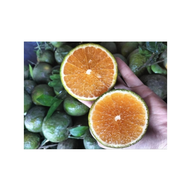 Cam sành loại 2 mọng nước