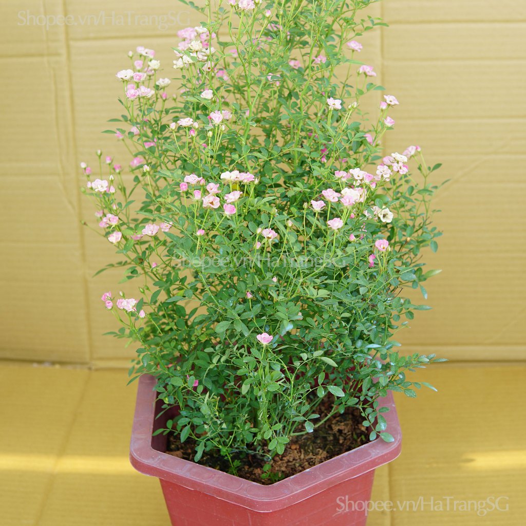 Cây Hồng Bụi PINKPONG Hoa Nhỏ JUN GARDEN