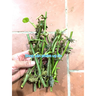 trầu ta (cành có rễ để trồng )tặng 1 quả giống 50h cây an xoa