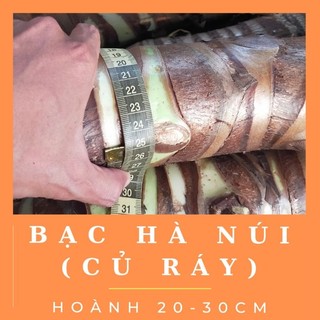 1kg củ bạc hà núi an giang lâu năm - củ ráy voi chống u, chống k