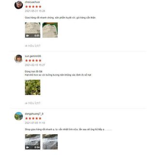 Hạt giống đu đủ lùn siêu trái ruột đỏ