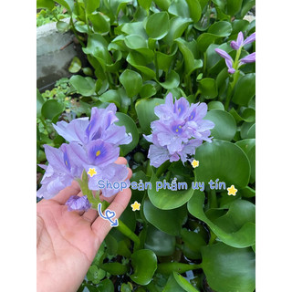 cây lục bình (gốc giống ) 15 cây