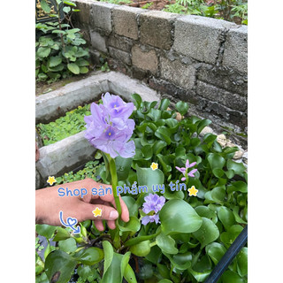 cây lục bình (gốc giống ) 15 cây