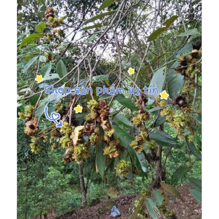 Cây dẻ giống