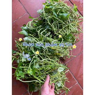 rau lang nhật siêu ngọn 30-40cm(40nhánh)