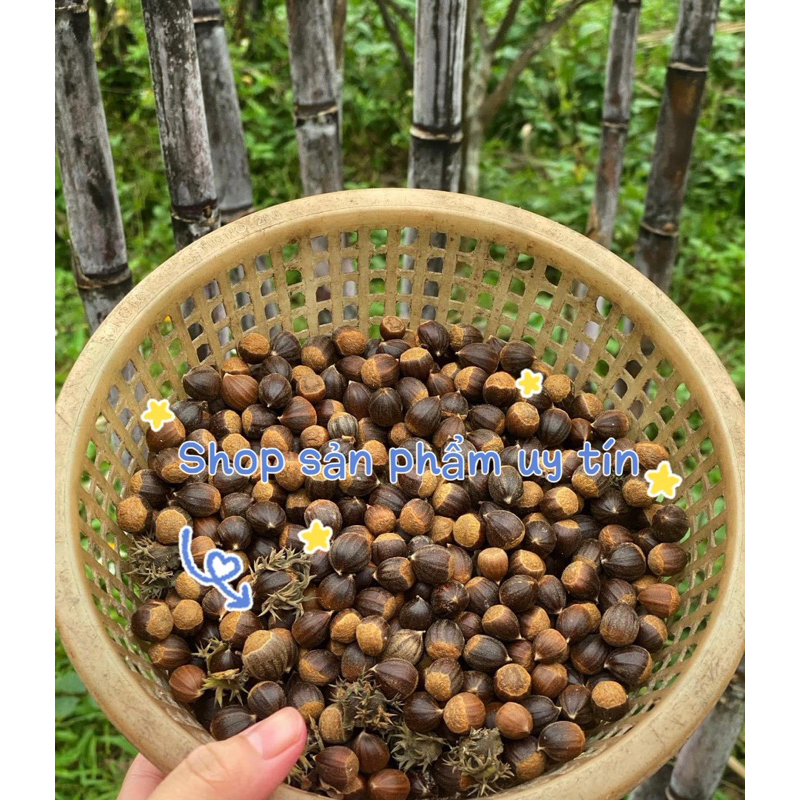 cây dẻ ăn trái (cây giống nguyên bản)
