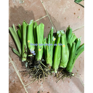 cây dáy voi trồng cảnh (10 gốc giống ngẫu nhiên)