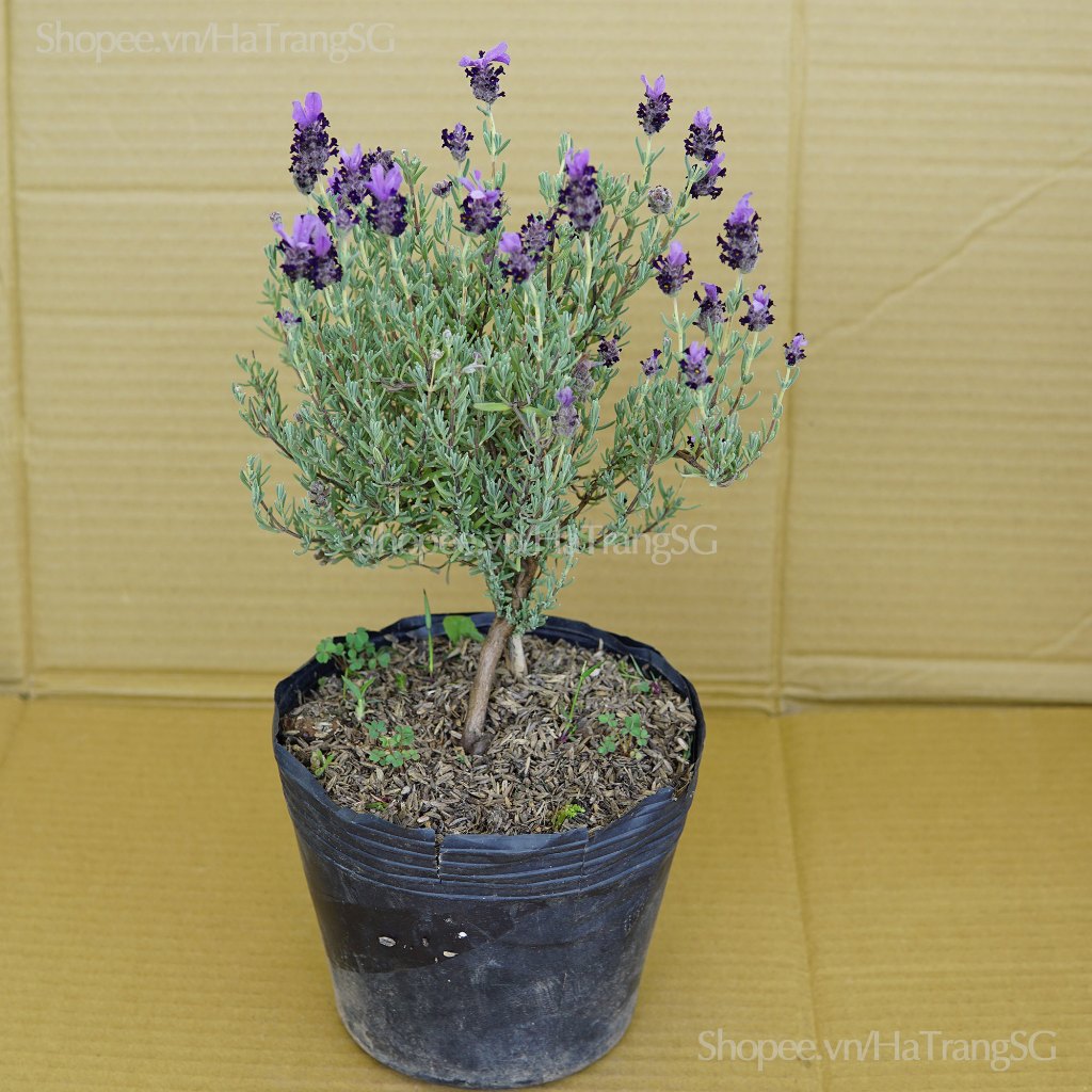 Lavender Spanish Dáng Tree Bonsai Cây Khoẻ Dễ Trồng Thơm Hoa Oải Hương