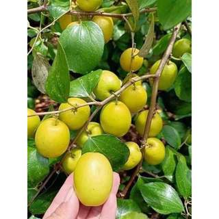 Cây giống táo đào vàng siêu sớm,siêu trái