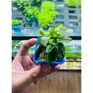 Ráy Pinto | Anubias Pinto, Cây thủy sinh đẹp và hiếm
