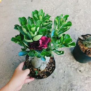 Cây Sứ Thái Tím Cánh Kép