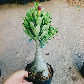 Cây Sứ Thái Tím Cánh Kép