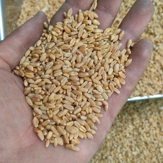 1kg lúa mì tách vỏ cho gà đá, chim, hamster
